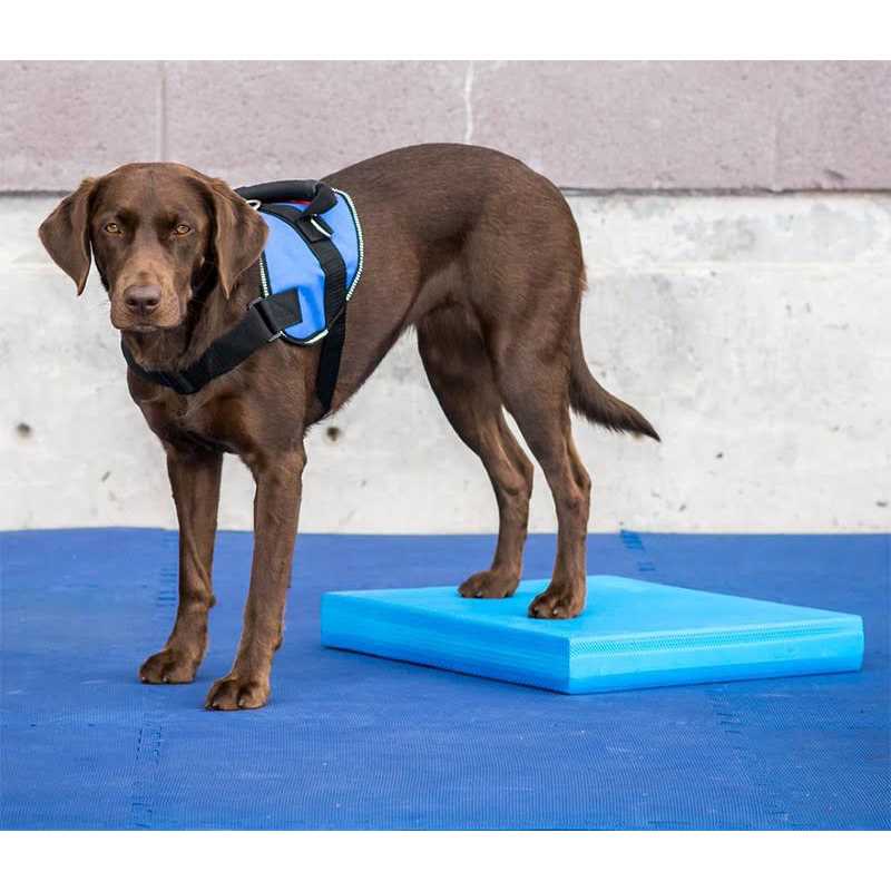 Balance Pad FitPAWS - Pet Supplies online store