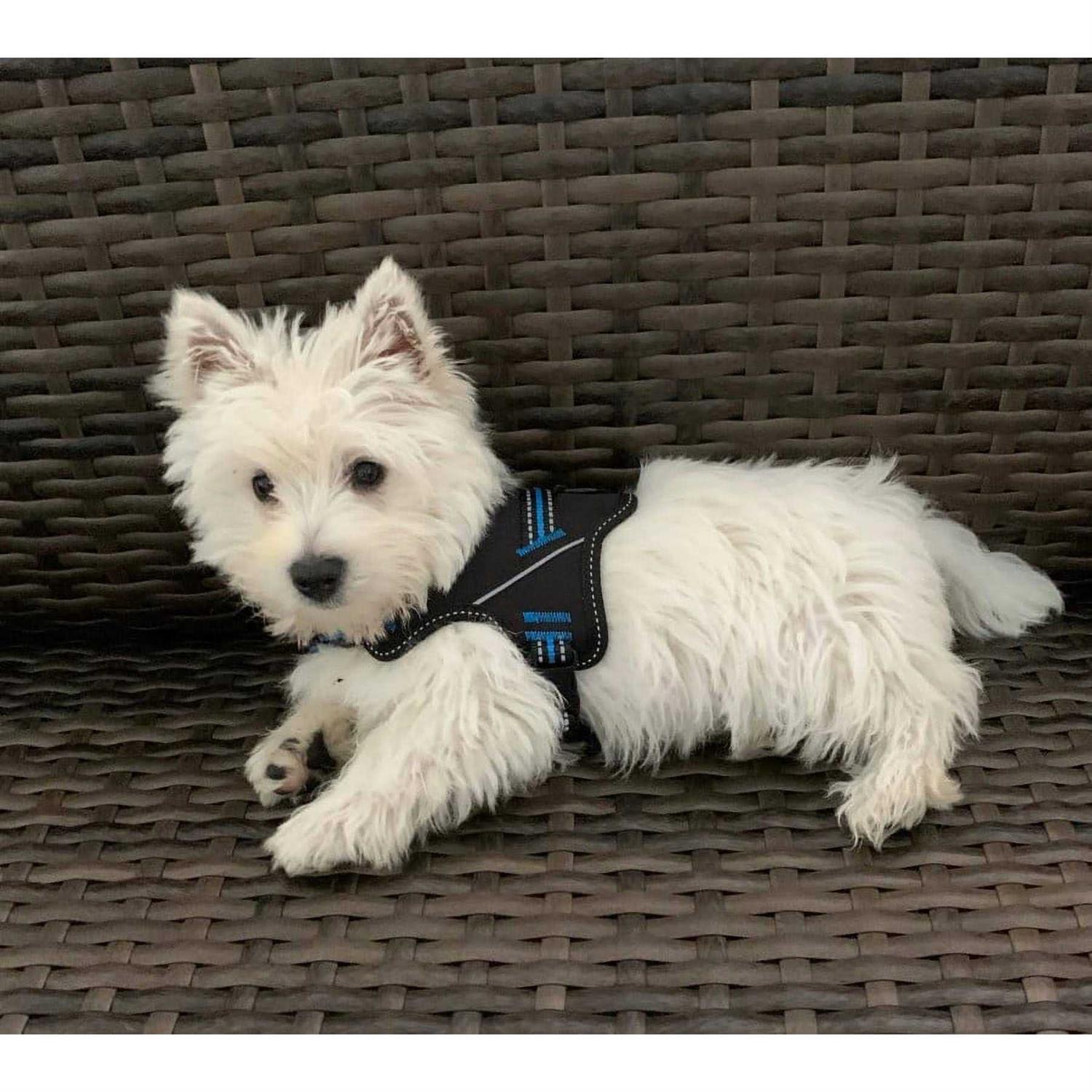 Doggy Tales Patented Hart Harness - Pet Supplies online store