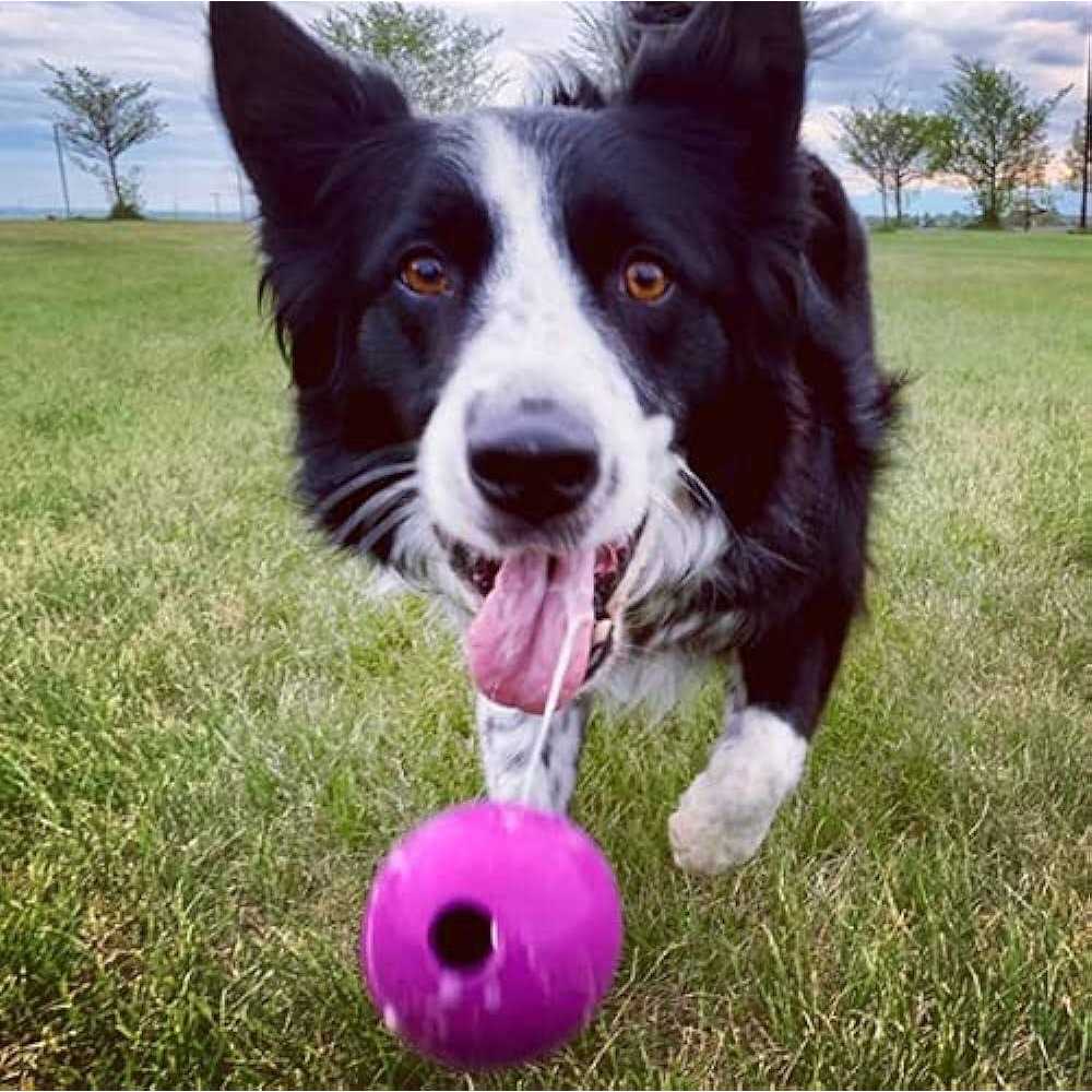 Chew King Fetch Balls Extremely Durable Natural Rubber Toy - Pet Supplies online store