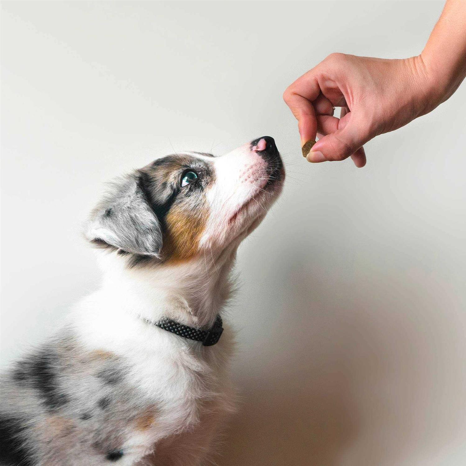 Zesty Paws Probiotic Bites - Pet Supplies online store