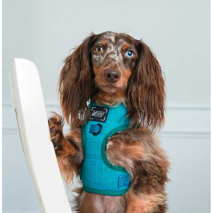 Adjustable Harness Sassy Woof - Pet Supplies online store