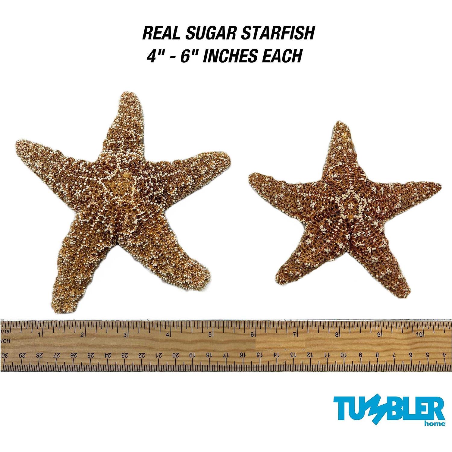 Tumbler Home Sugar Starfish 4 6 inch Large Starfish Sea Star Starfish Decor - Pet Supplies online store