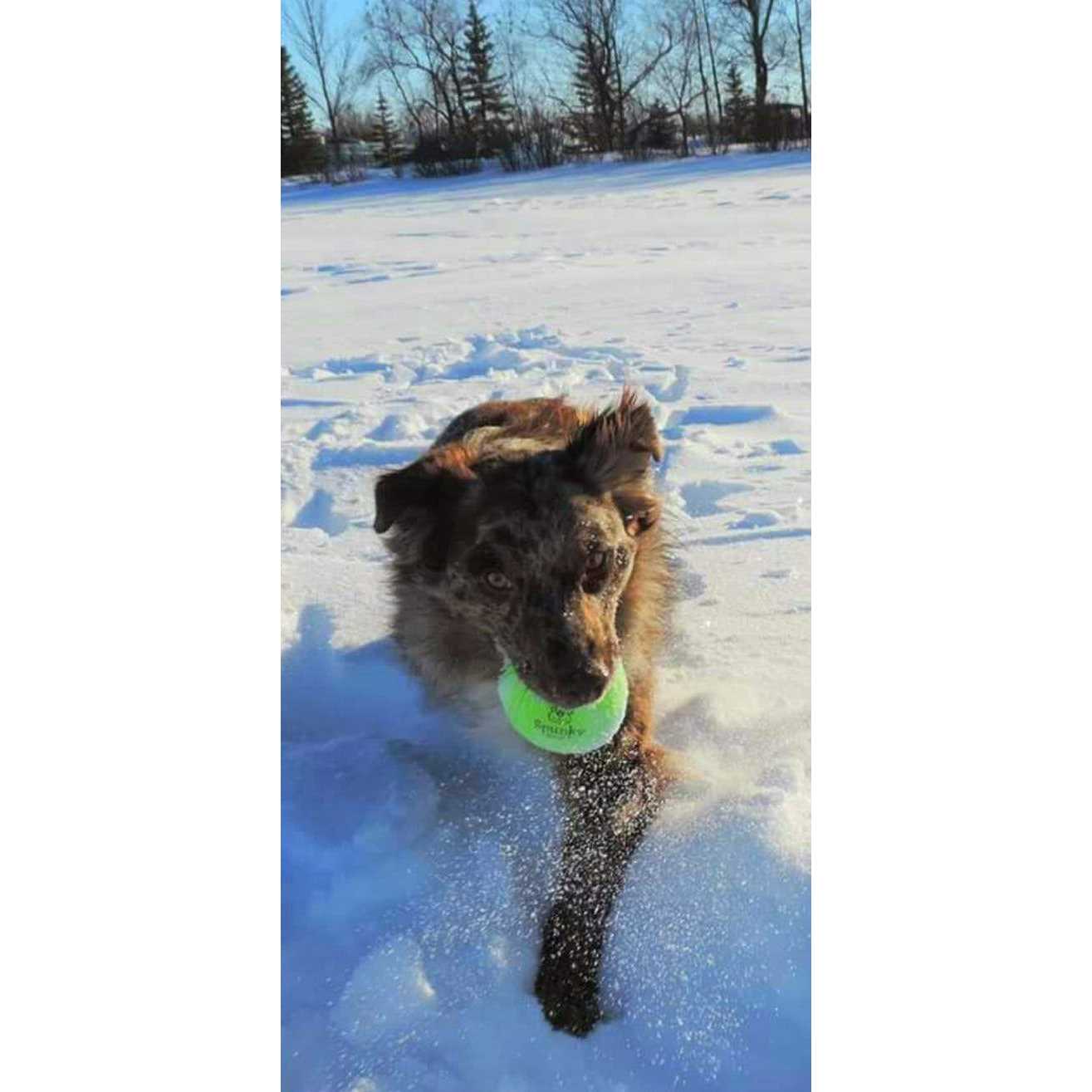 Spunky Pup Fetch Glow Ball - Pet Supplies online store