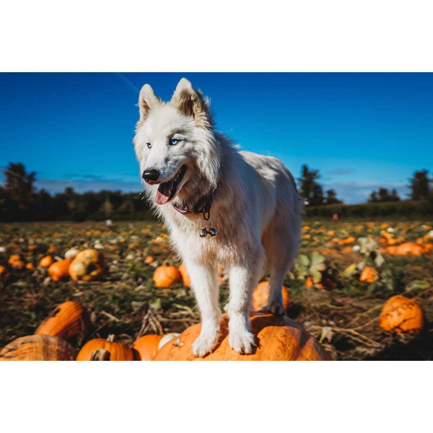 Beau's Bells 2 Extra Loud Cat & Dog Bells - Pet Supplies online store