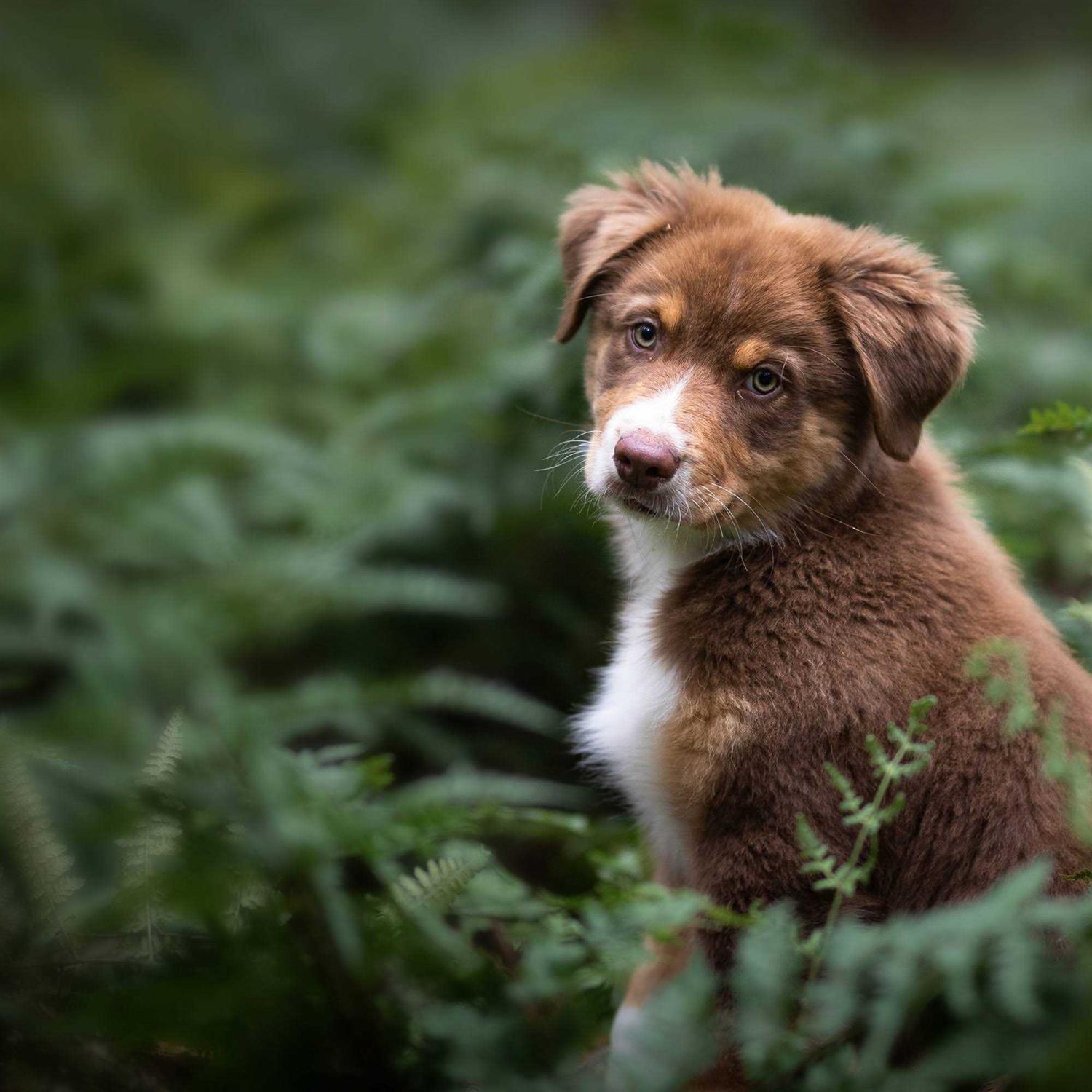 Blue Buffalo Wilderness Rocky Mountain Recipe High Protein Puppy Dry Dog Food - Pet Supplies online store