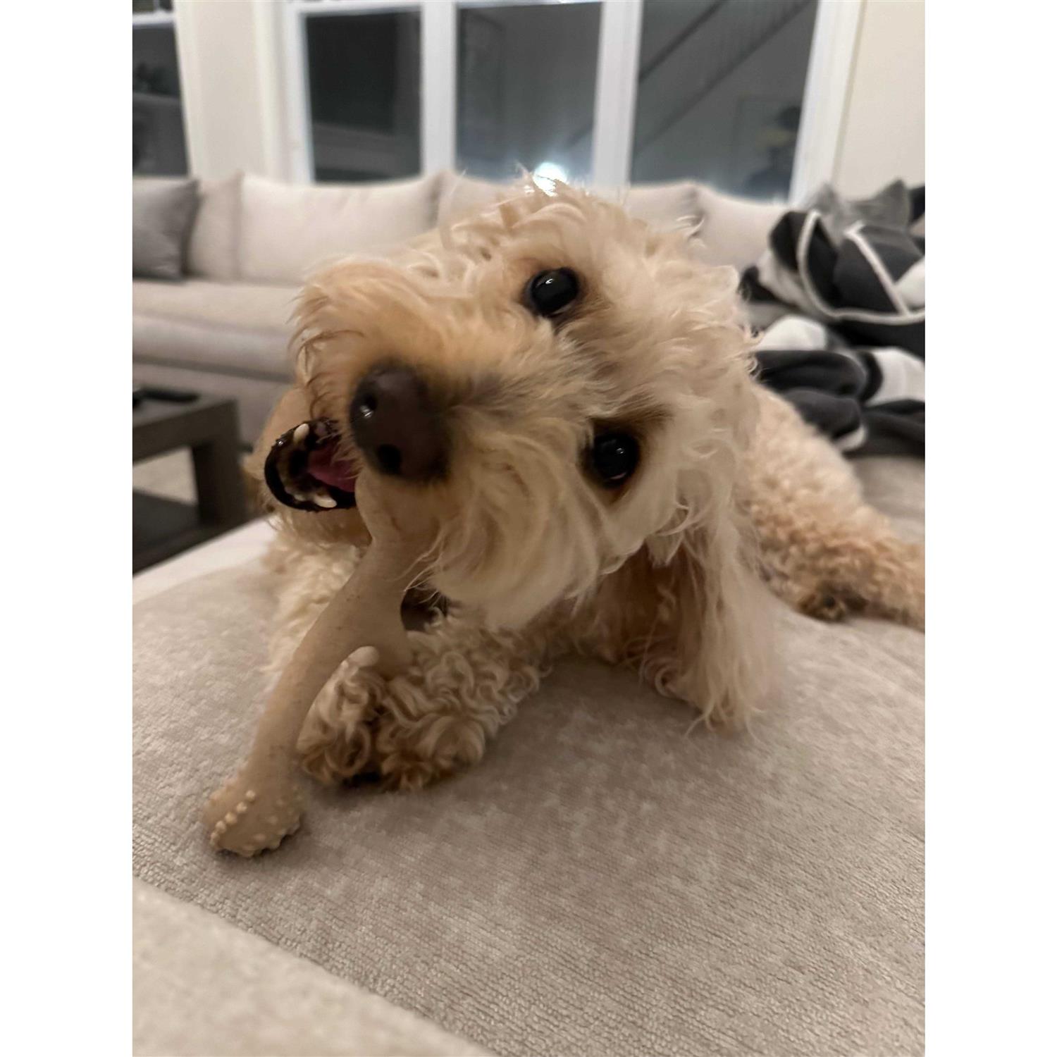 BetterBone Tough Dog Chew Beef - Pet Supplies online store