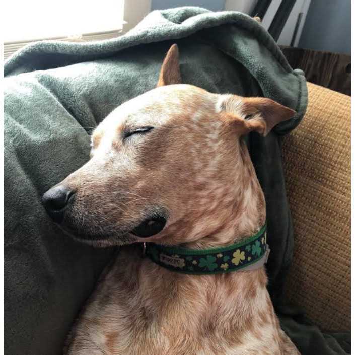 Dog Collar Lucky Shamrock - Pet Supplies online store