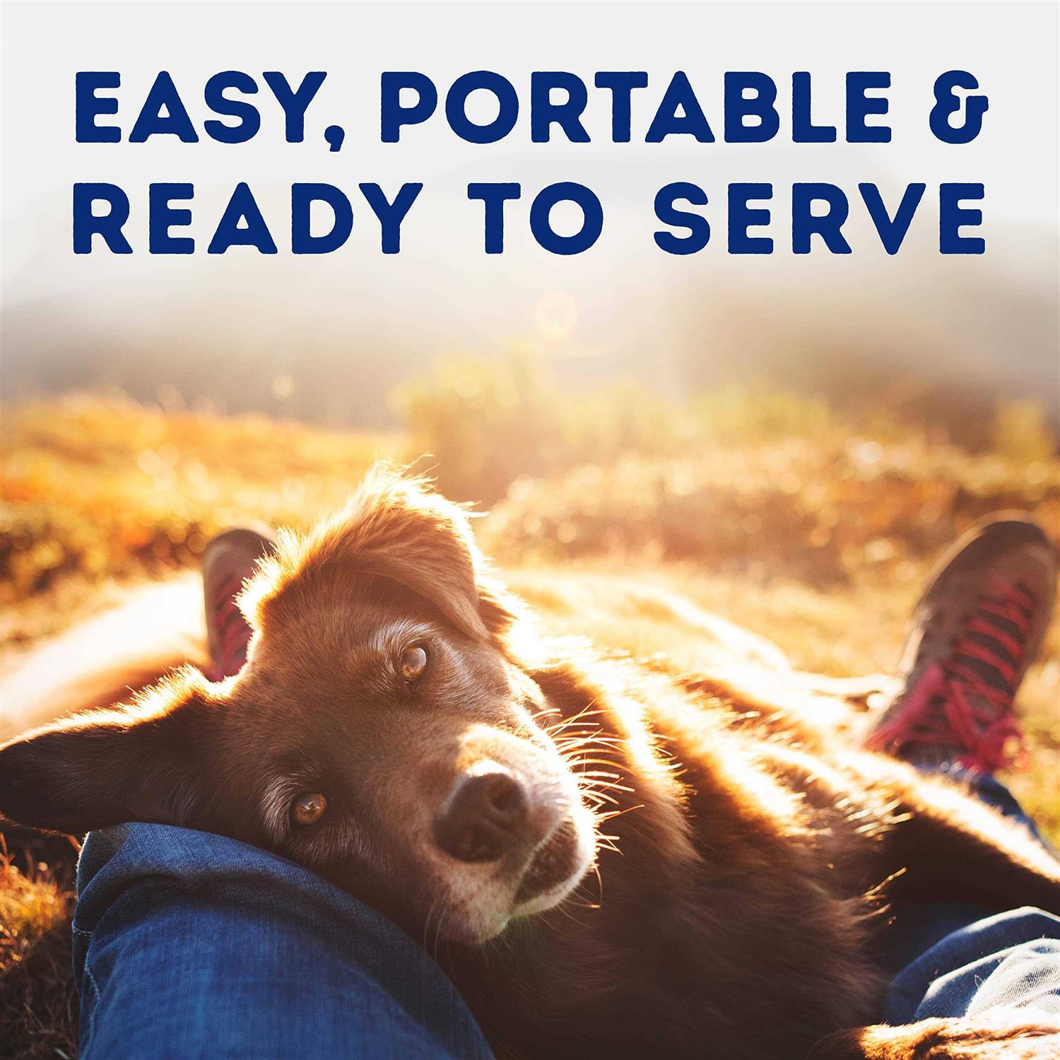 Natural Balance Platefulls Savory Duck & Pumpkin Recipe Wet Dog Food - Pet Supplies online store