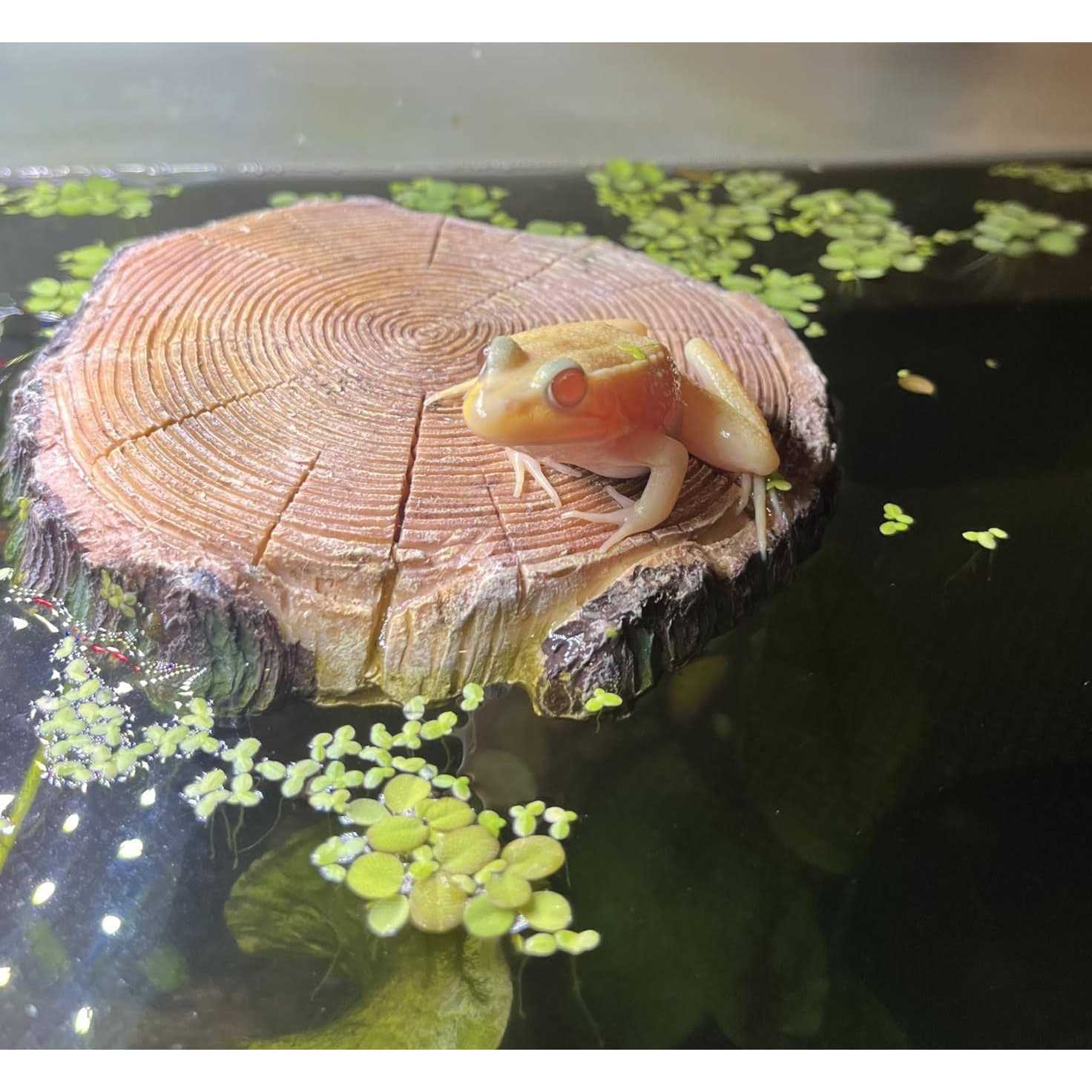 AQUA KT Aquatic Turtle Round Floating Dock Tortoise Bearded Dragon Basking Platform with Suction cup for Reptile Aquatic Aquarium Decoration - Pet Supplies online store