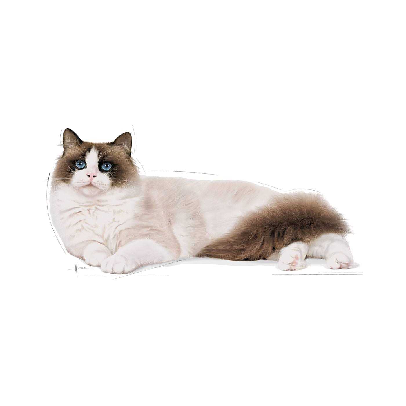 Royal Canin Ragdoll Adult Cat Food - Pet Supplies online store