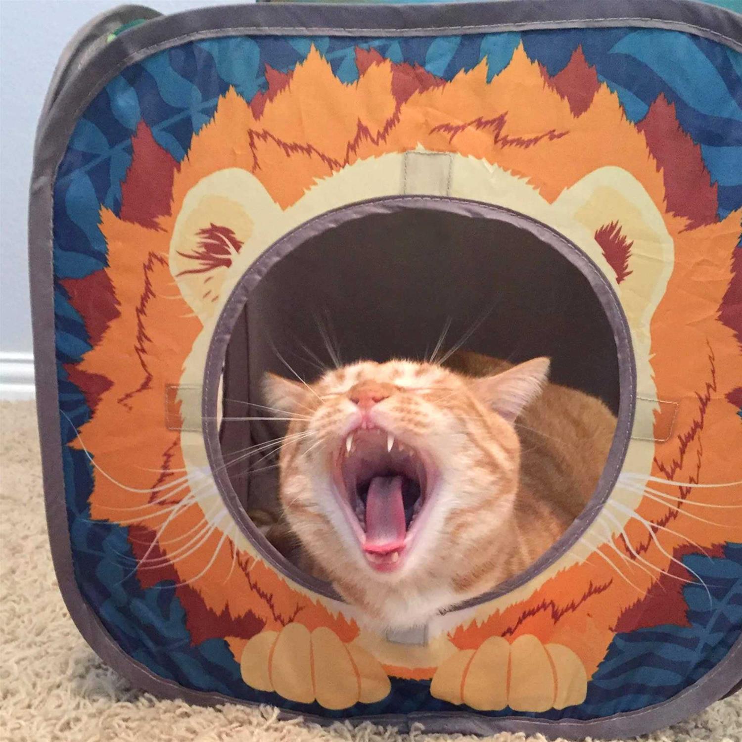 Kitty City Pop Open Jungle Combo,Collapsible Cat Cube - Pet Supplies online store