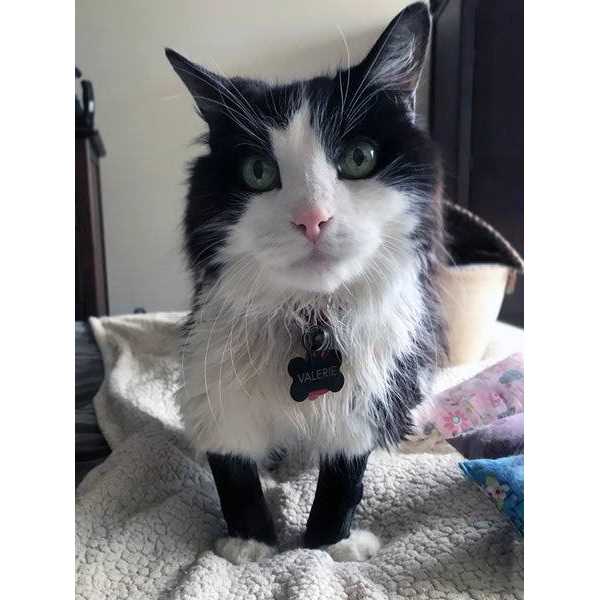 Walkabout Carpal Support Brace - Pet Supplies online store