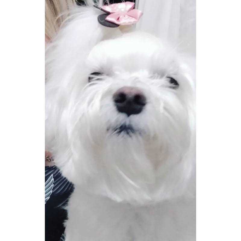 Angels' Eyes Plus Beef Flavor Tear Stain Soft Chews - Pet Supplies online store