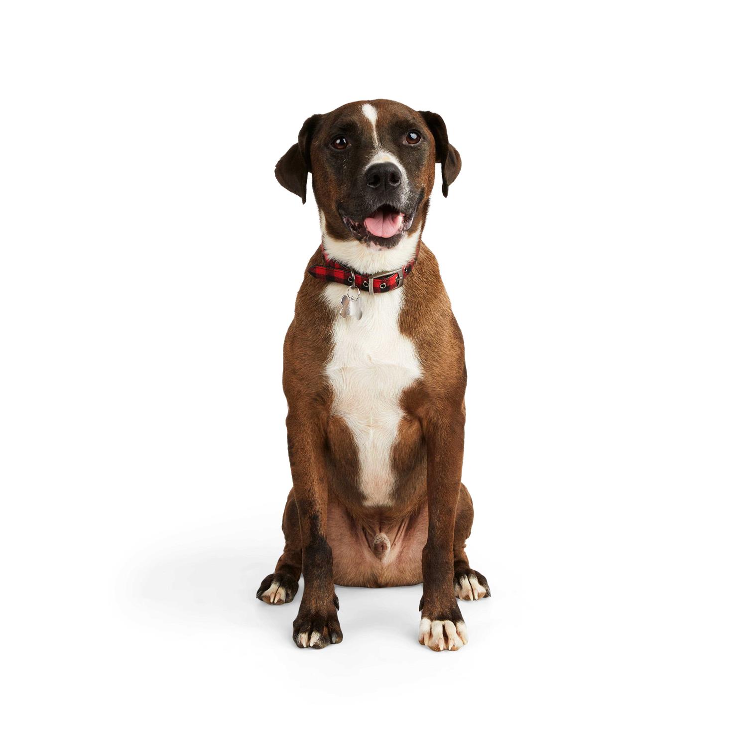 YOULY The Hipster Buffalo Checkered Dog Collar - Pet Supplies online store