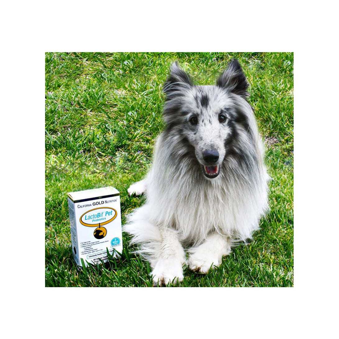 California Gold Nutrition LactoBif Pet Probiotics - Pet Supplies online store