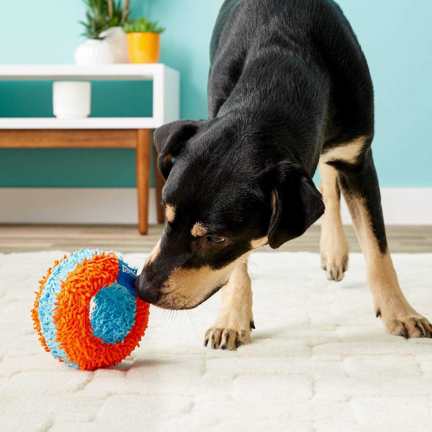 Chuckit! Indoor Roller Dog Toy, Orange/Blue - Pet Supplies online store