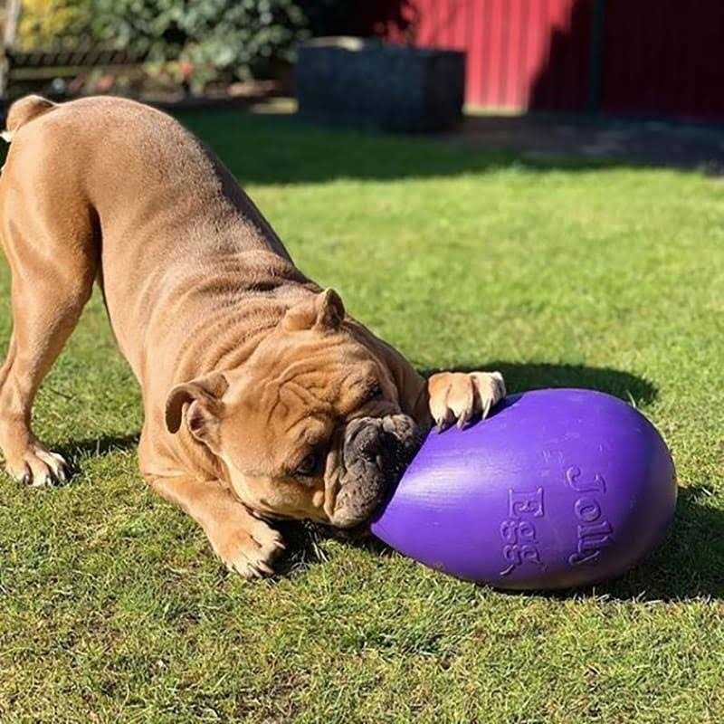 Jolly Pets Jolly Egg - Pet Supplies online store
