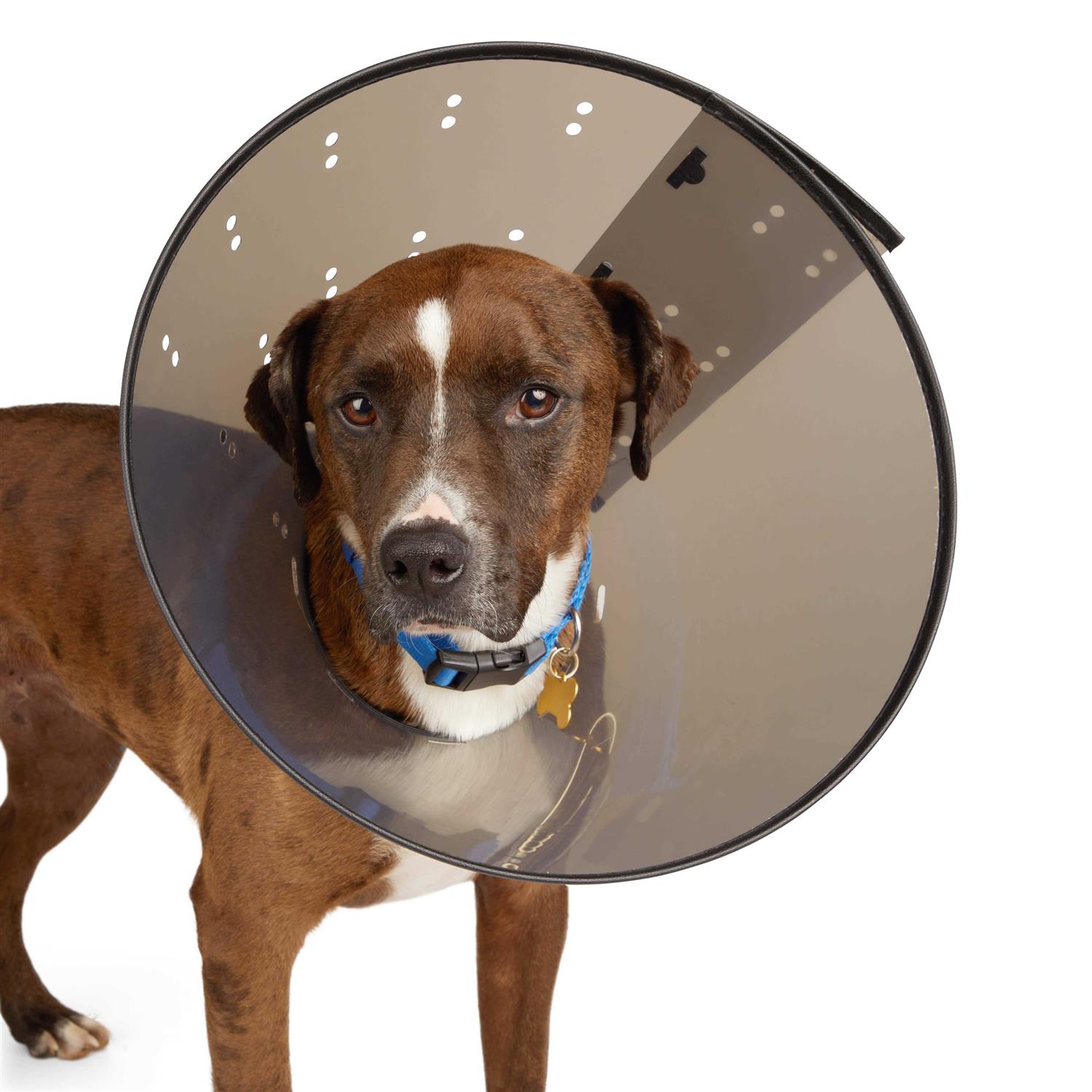 Well & Good Recovery Cone Collar - Pet Supplies online store