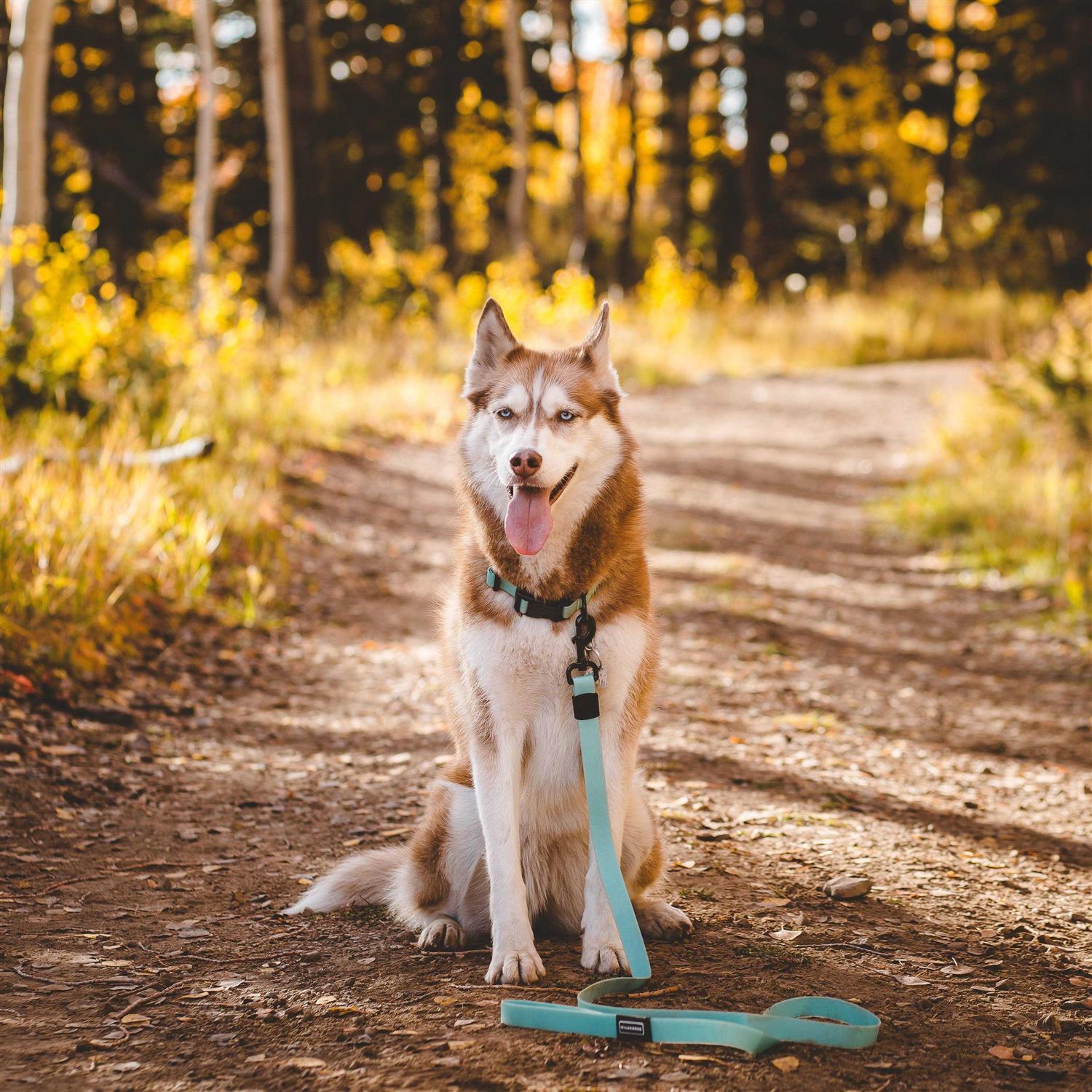 Wilderdog Waterproof Leash - Pet Supplies online store