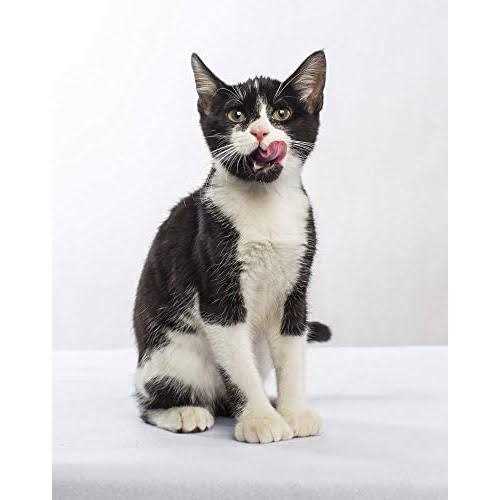 Nulo Freestyle Turkey & Duck Recipe Grain-Free Dry Cat & Kitten Food - Pet Supplies online store