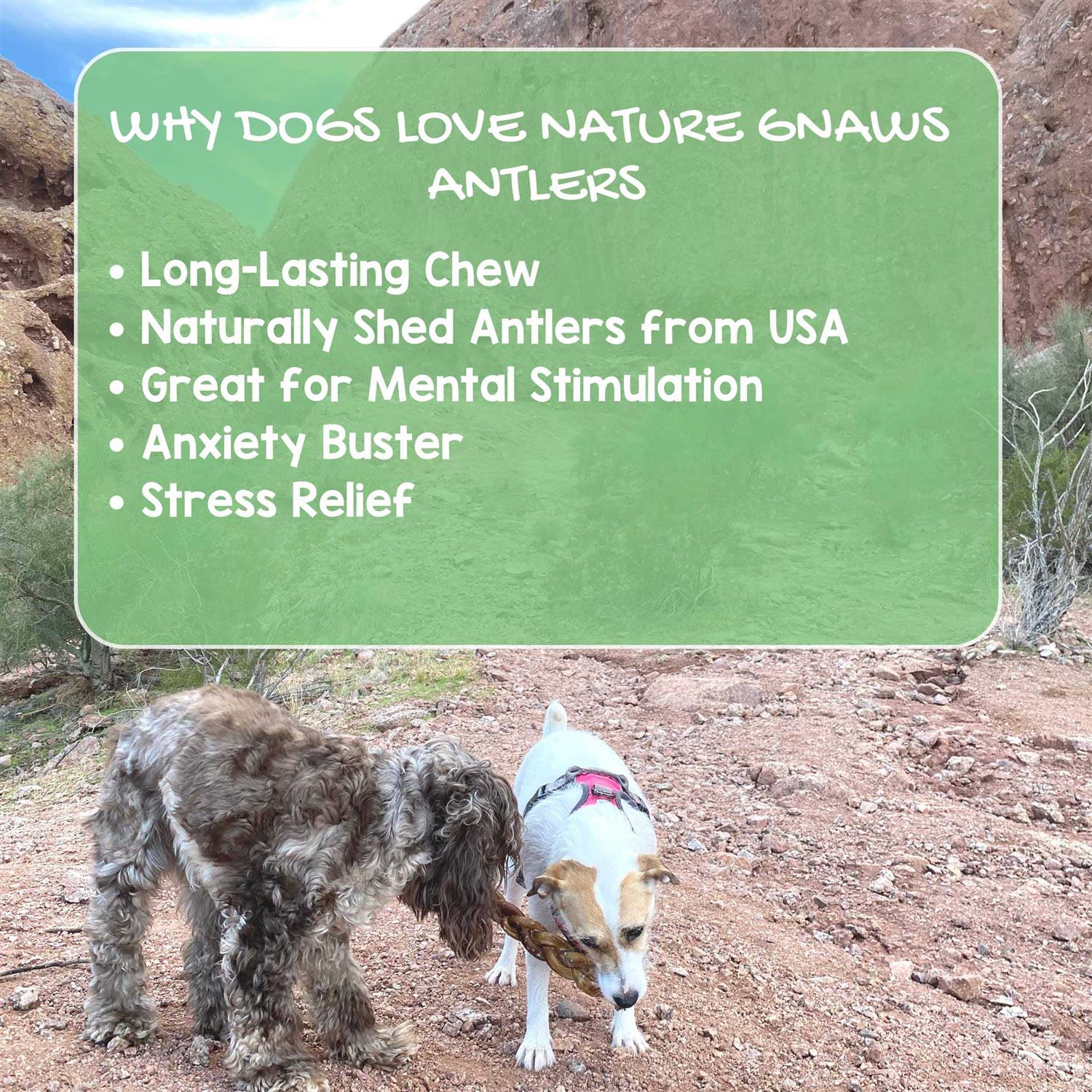 Nature Gnaws Elk Antlers for Large Dogs Premium Natural USA Antler - Pet Supplies online store