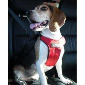 Sleepypod Clickit Sport Plus - Pet Supplies online store