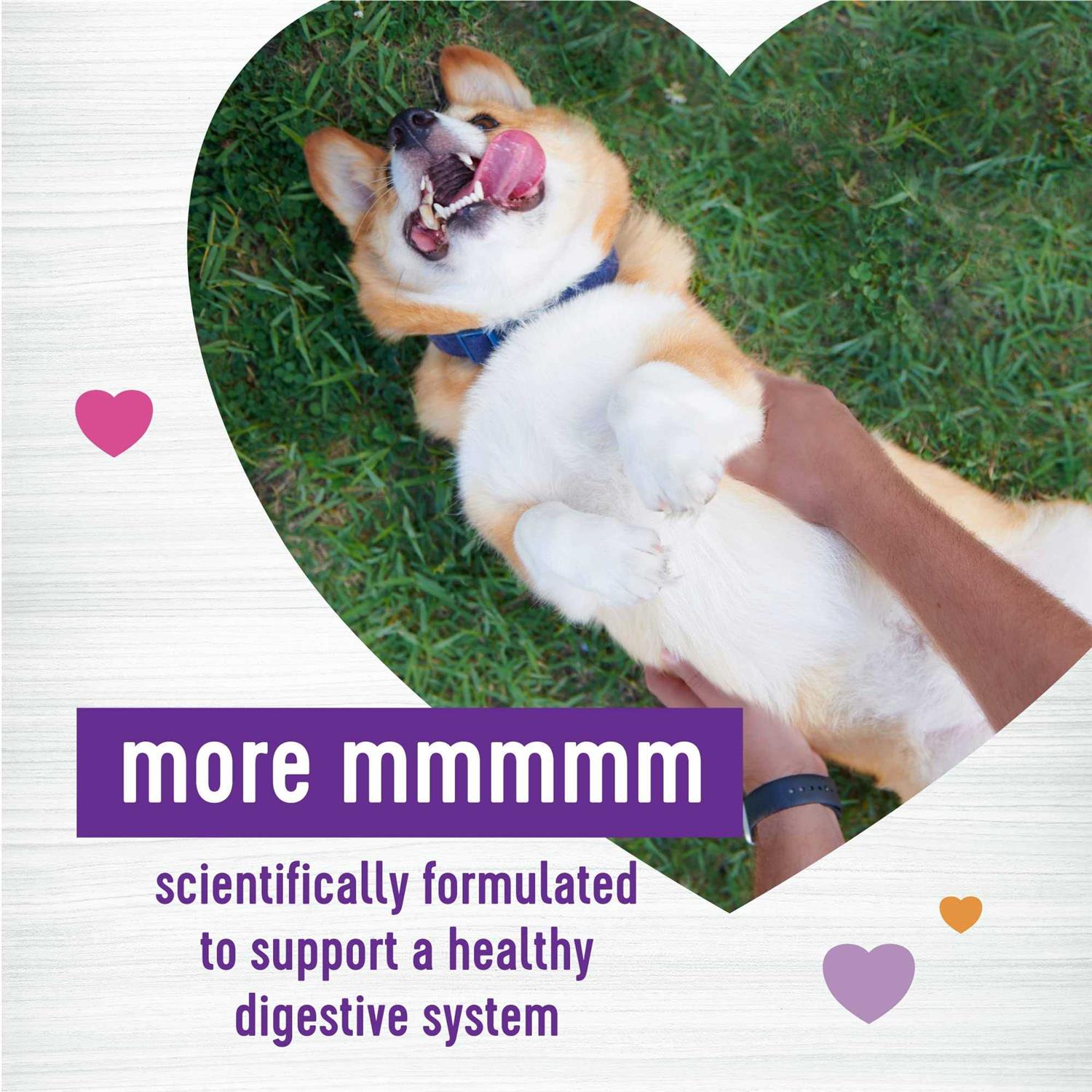 Wellness Pumpkin Patch Flavored Soft Chew Digestive Health Supplements for Dogs - Pet Supplies online store