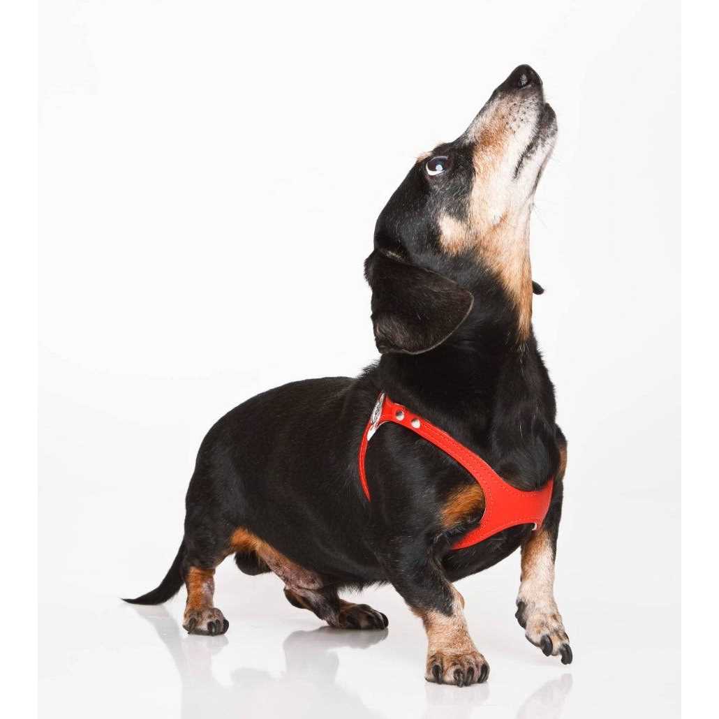 Buddy Belts Buddy Harness Pebble Grain - Pet Supplies online store