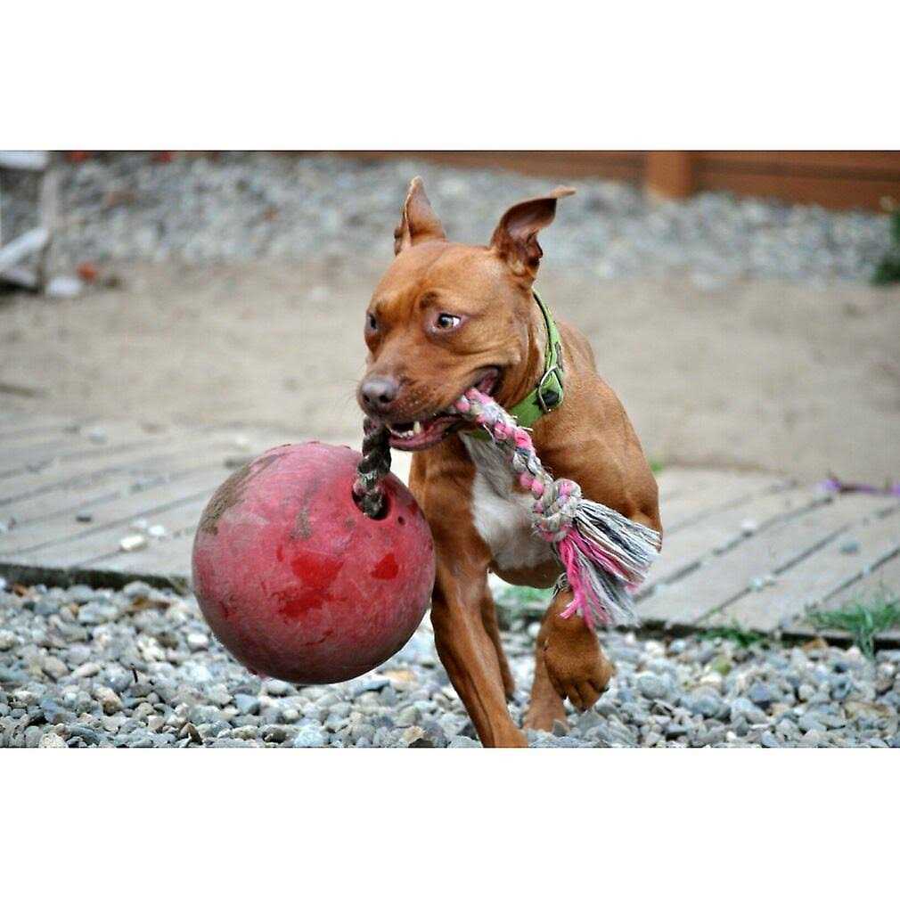 Jolly Pets Romp n Roll - Pet Supplies online store