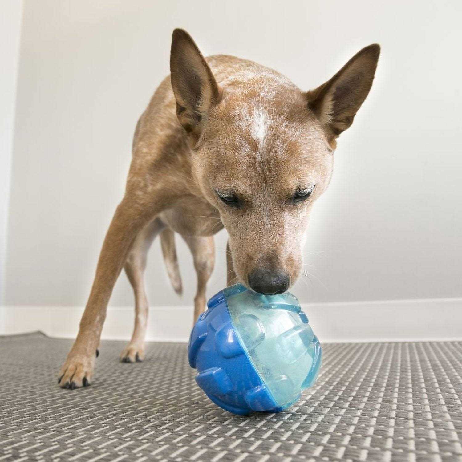 KONG Rewards Ball Dog Toy - Pet Supplies online store