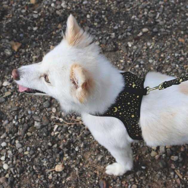 Accent Fashion Metallic Adjustable Dog Harness - Pet Supplies online store