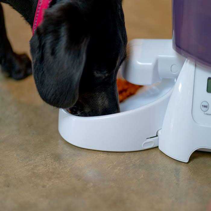 Cat Mate Automatic Dry Pet Food Feeder C3000 - Pet Supplies online store