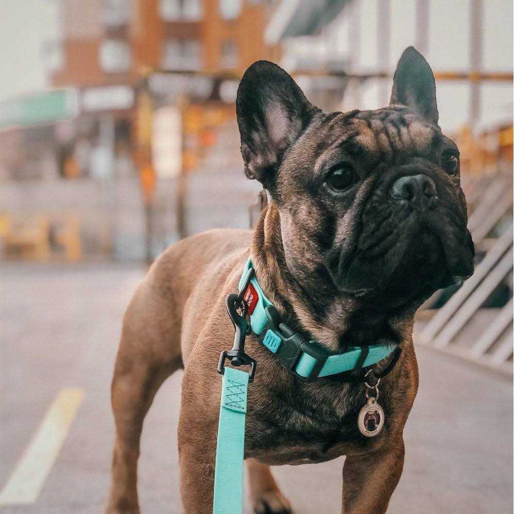 Waterproof Dog Collar with QR passport - Pet Supplies online store