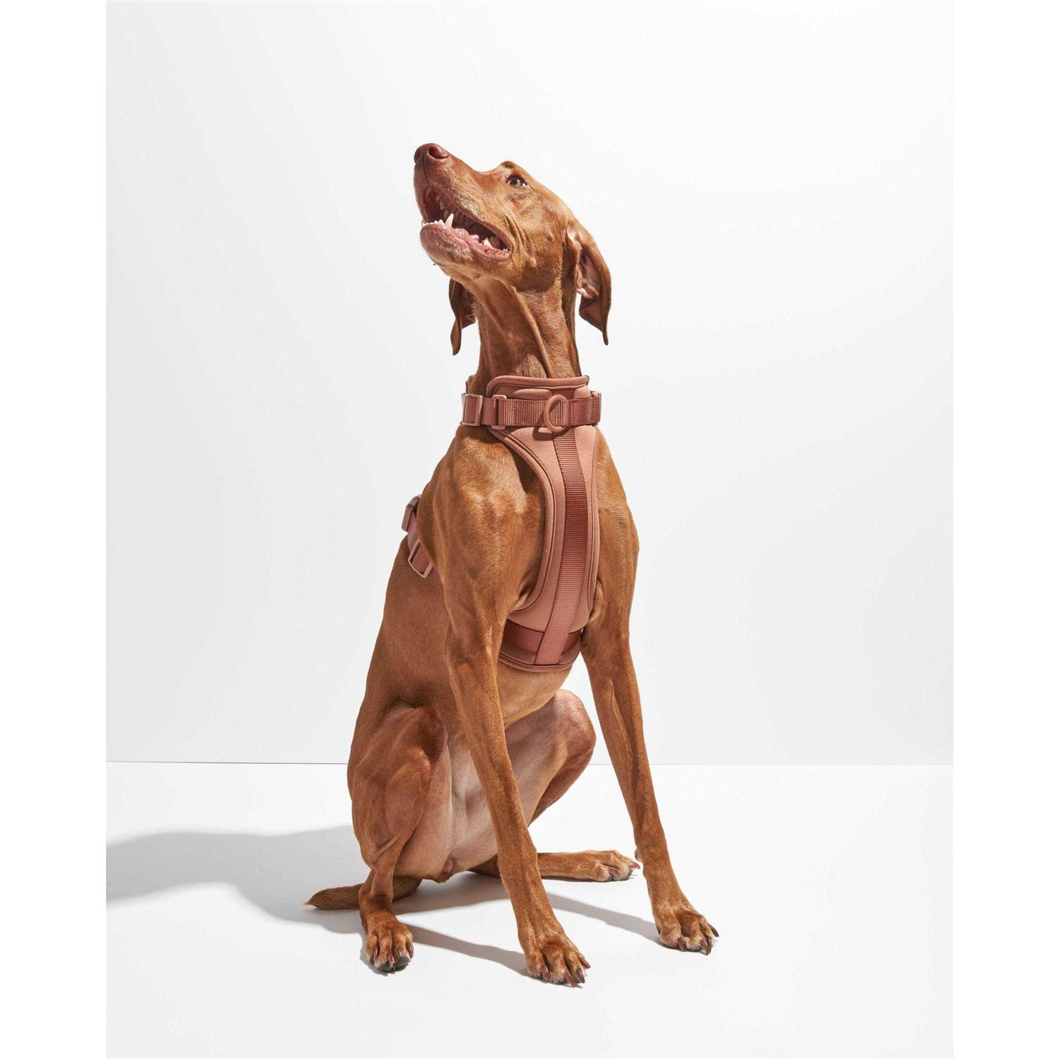 Wild One Dog Harness - Pet Supplies online store