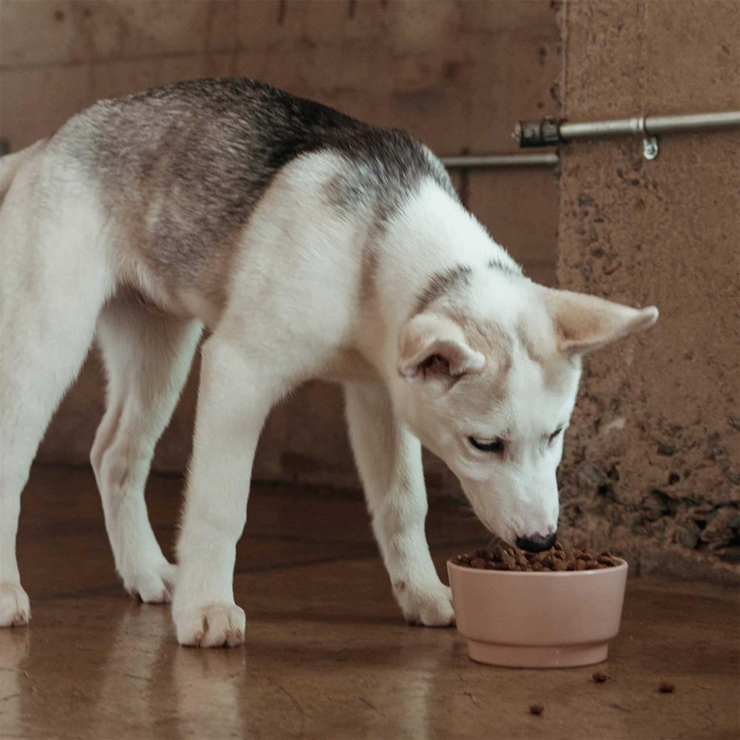 Jinx Salmon Sweet Potato Carrot Grain Free Dog Food - Pet Supplies online store