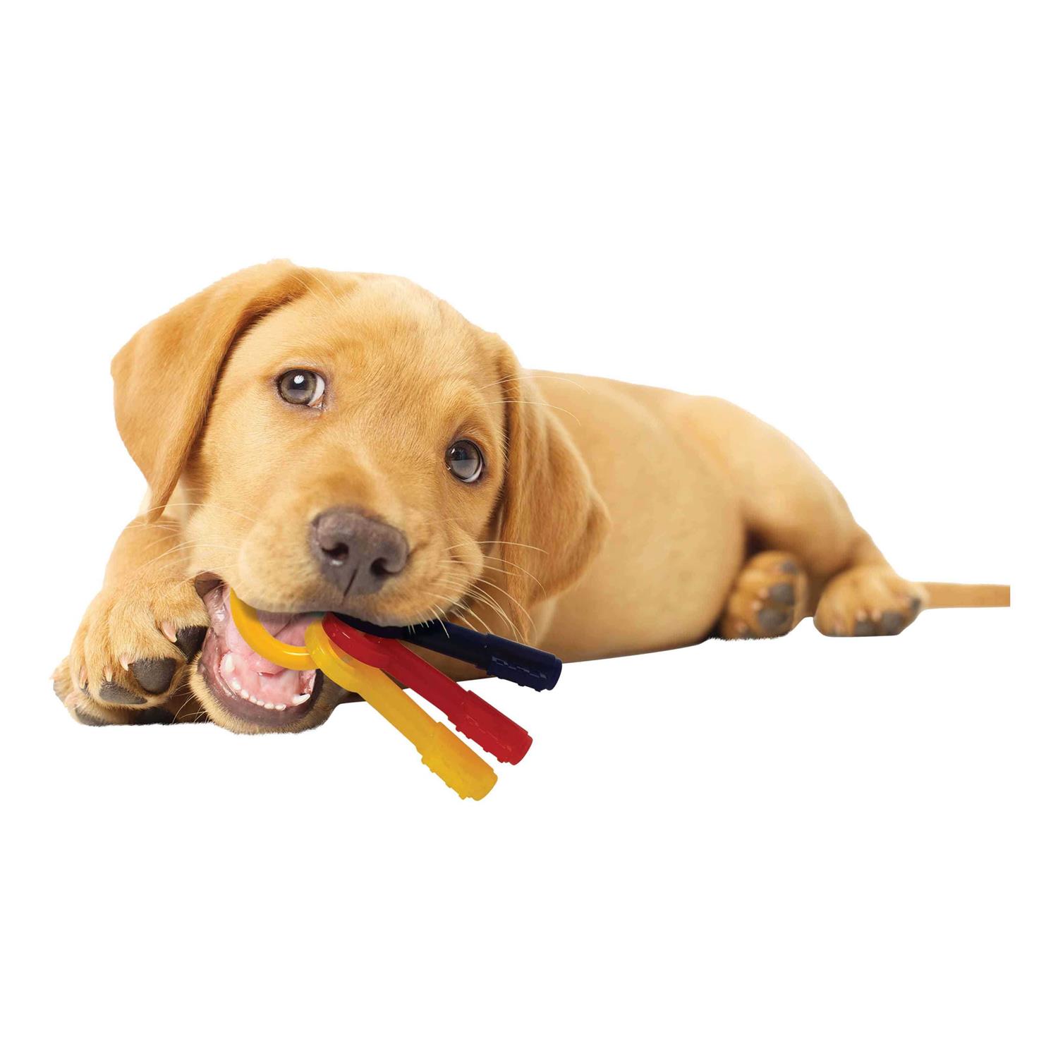 Nylabone Puppy Chew Teething Keys - Pet Supplies online store