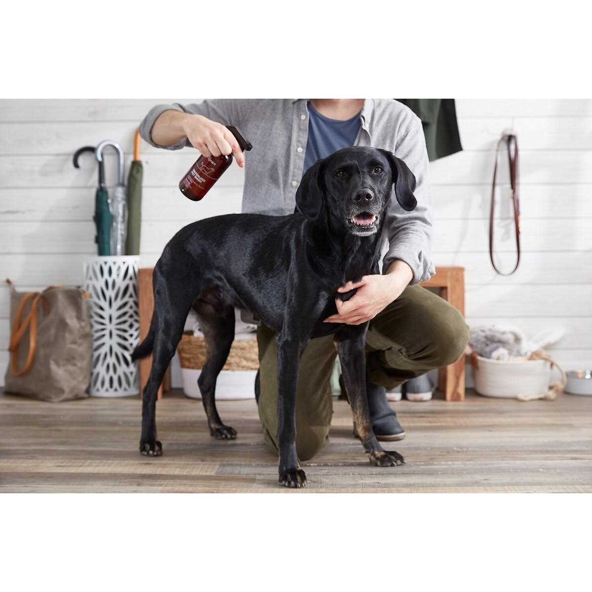 The Spruce Waterless Pet Wash No Rinse Moisturizing Cat & Dog Shampoo - Pet Supplies online store