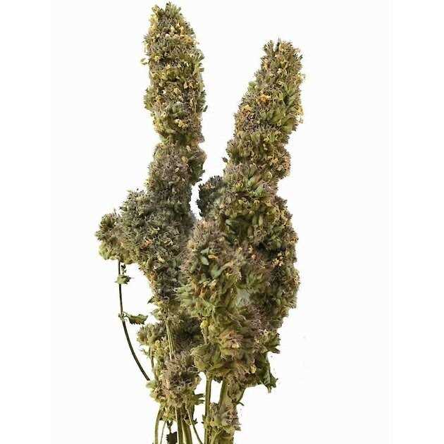 From The Field Catnip Buds - Pet Supplies online store