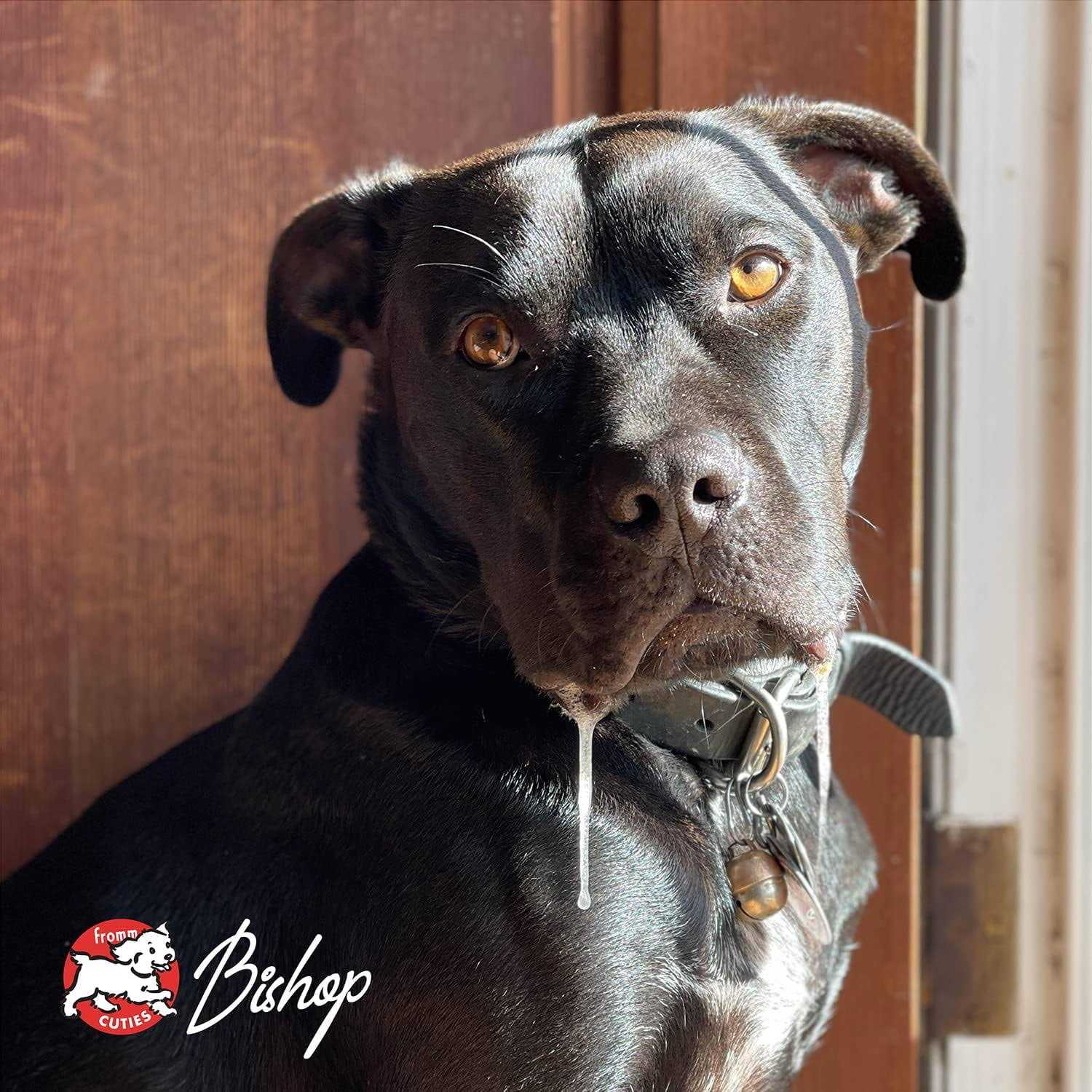 Fromm Adult Ancient Gold Dog Dry Food - Pet Supplies online store