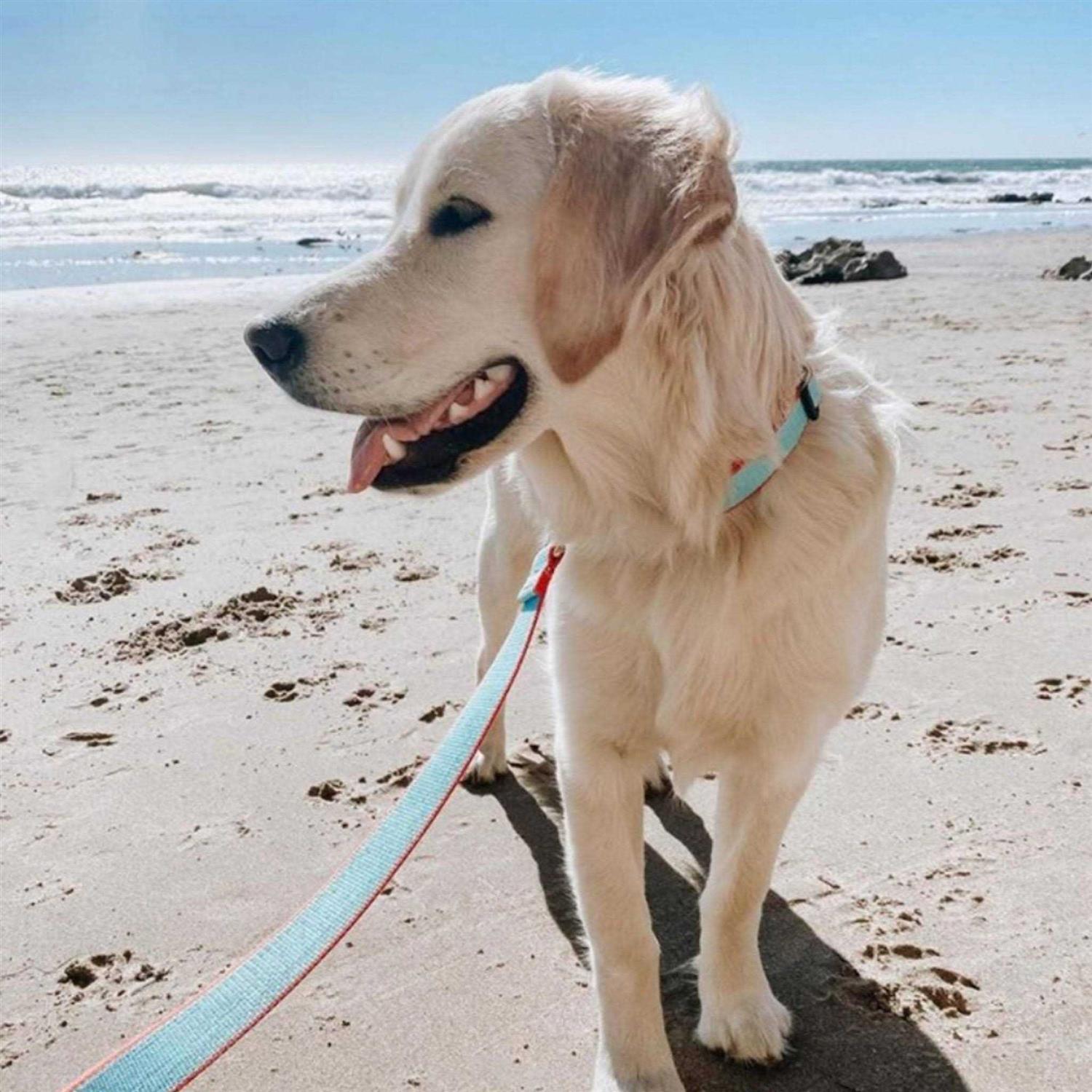 Dog Collar Wide - Pet Supplies online store