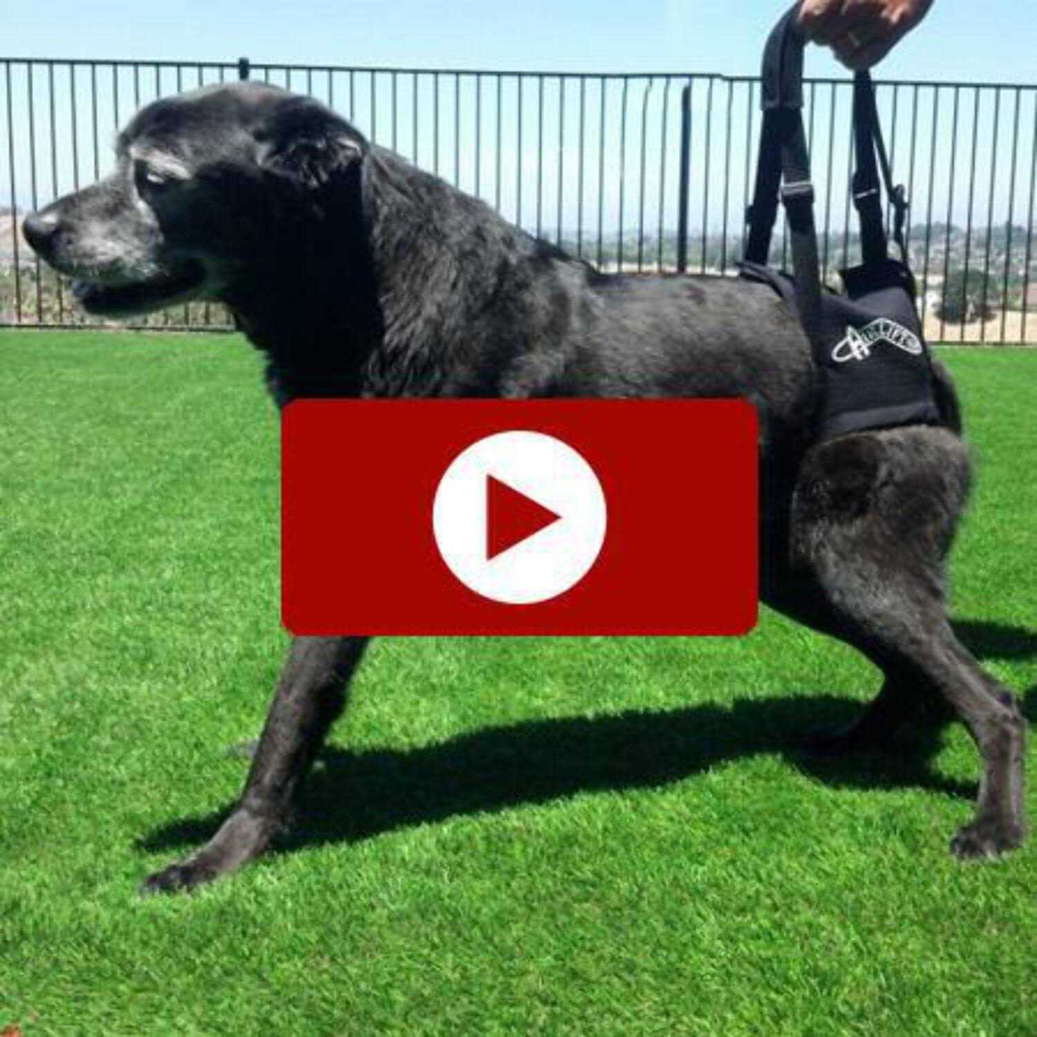 Walkabout Airlift One Support Harness - Pet Supplies online store