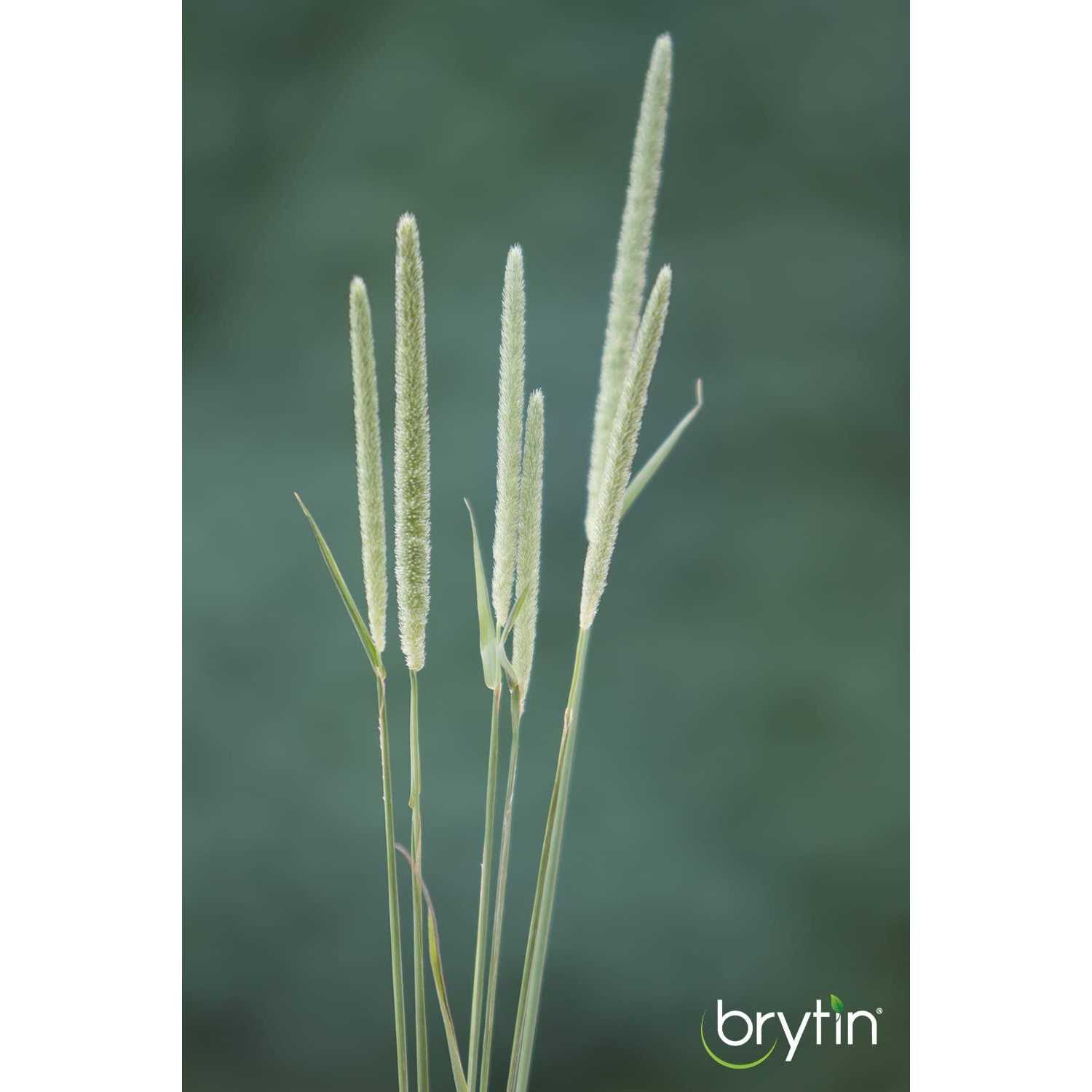 Brytin 1st Cutting All-Natural Western Timothy Hay Chinchilla Food - Pet Supplies online store