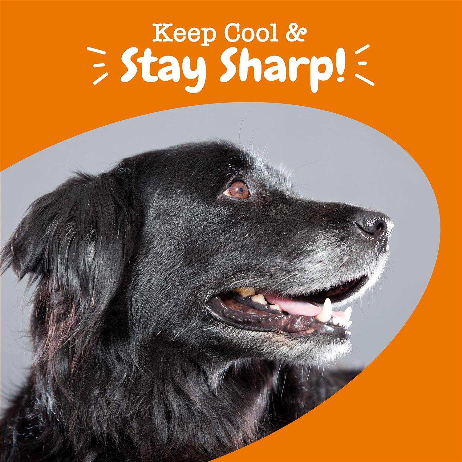 Zesty Paws Senior Advanced Calming + Cognition Bites Chicken Flavor Soft Chews Composure Supplement for Dogs - Pet Supplies online store