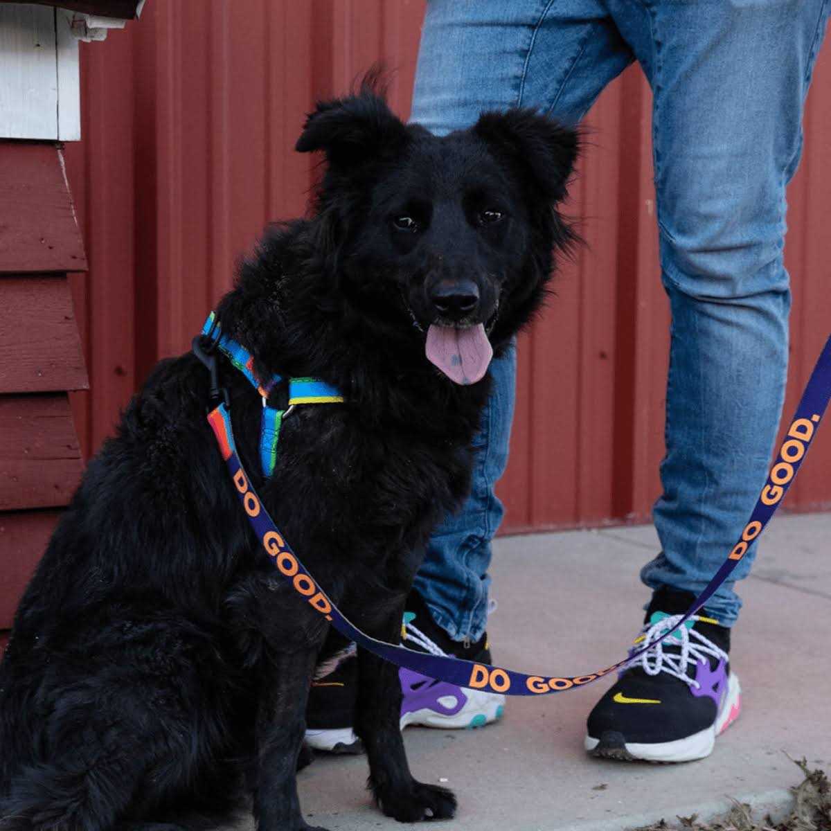 Wolfgang Dog Leash - Pet Supplies online store