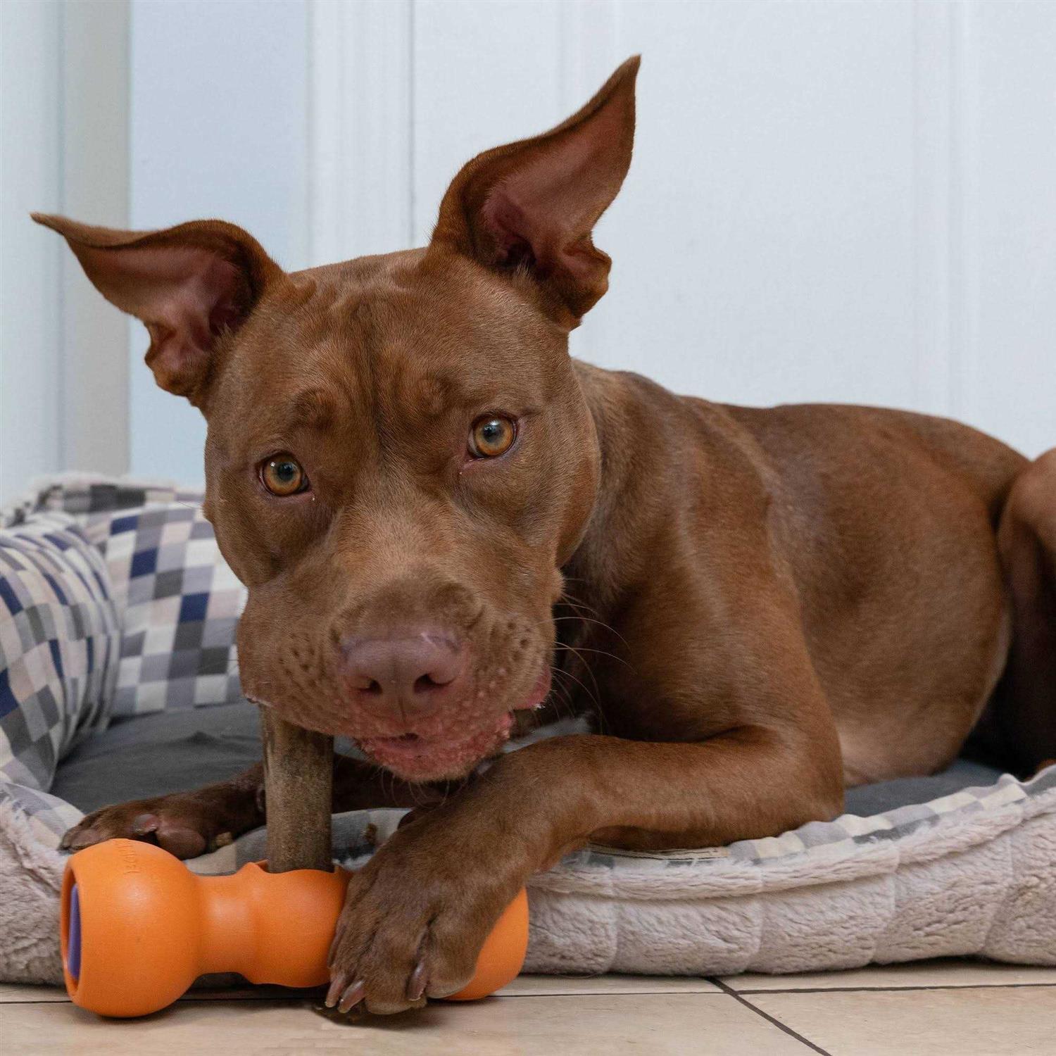 Bow Wow Labs Bully Buddy - Pet Supplies online store