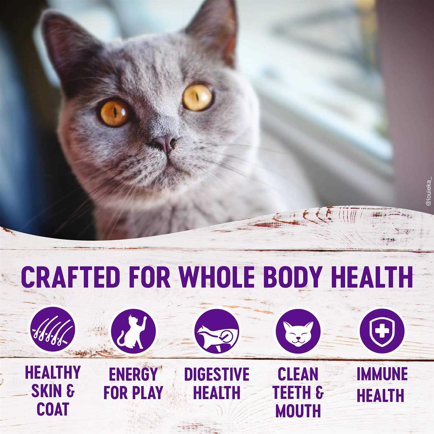 Wellness Complete Health Grain-Free Indoor Deboned Chicken Recipe Dry Cat Food - Pet Supplies online store