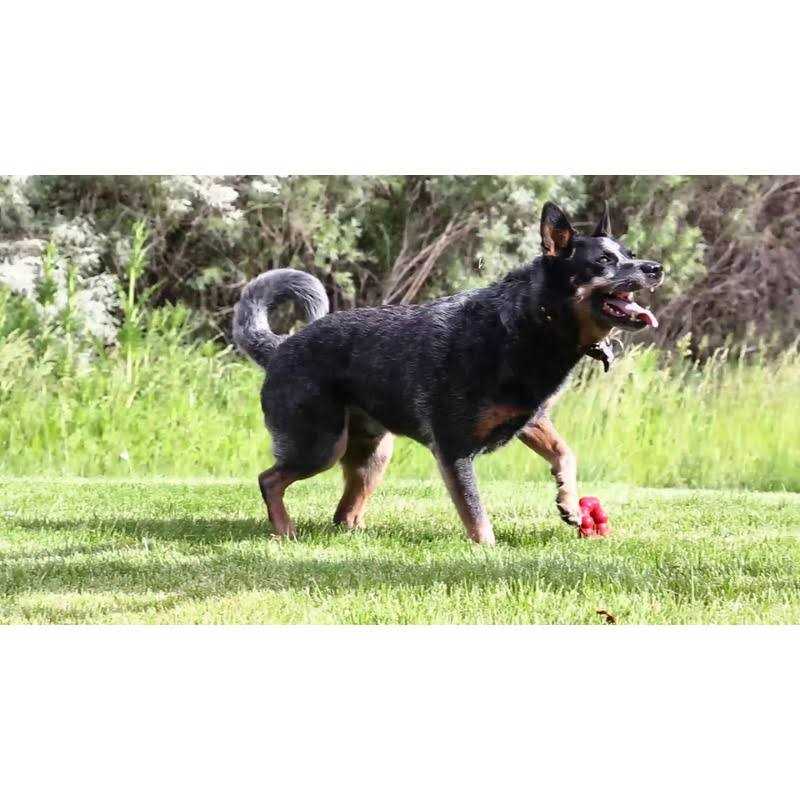 KONG Ring Chew Toy - Pet Supplies online store