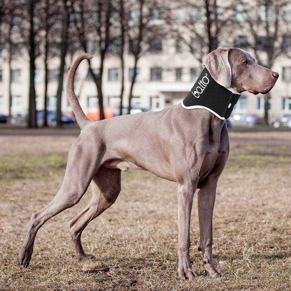 Balto Dog Cone Alternative E-Collar - Pet Supplies online store
