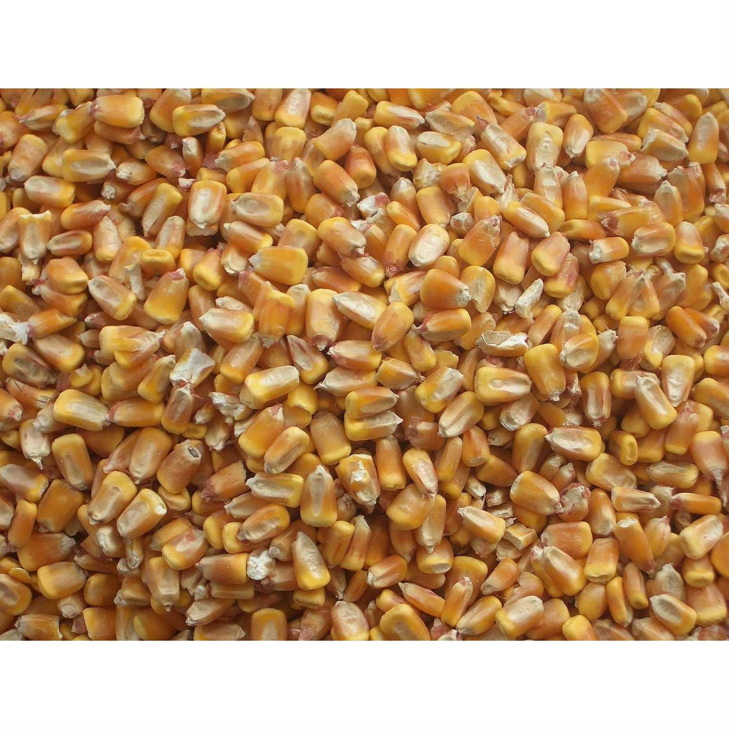 CountryMax Bulk Whole Corn for Wildlife Feeding - Pet Supplies online store