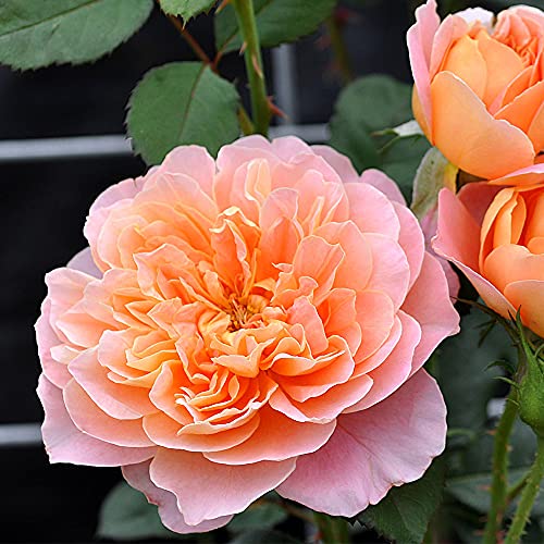 Heirloom Roses Rose Plant - The Impressionist™ Multi Rose Bush, Climbing Roses Live Plant for Planting Outdoors